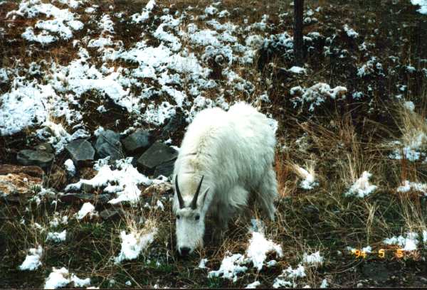 animali_selvatici_rushmore_south_dakota